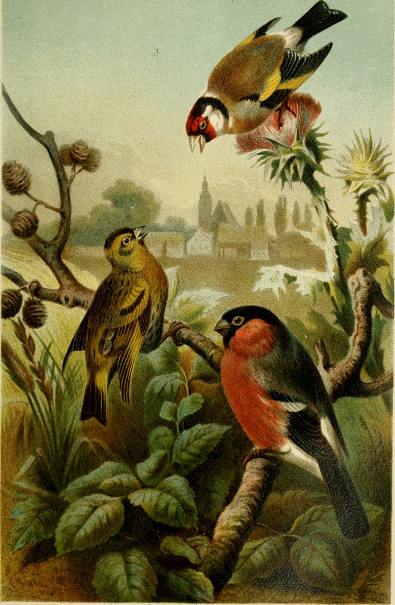 Brehms Tierleben; allgemeine kunde des thierreichs. Mit 1910 abbildungen im text, 11 karten und 180 tafeln in farbendruck und holzschnitt. (1893) (14597930560).jpg