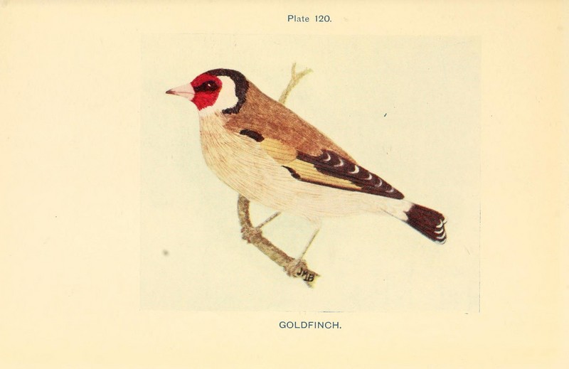 British birds and their eggs (Plate 120) (8453519526).jpg