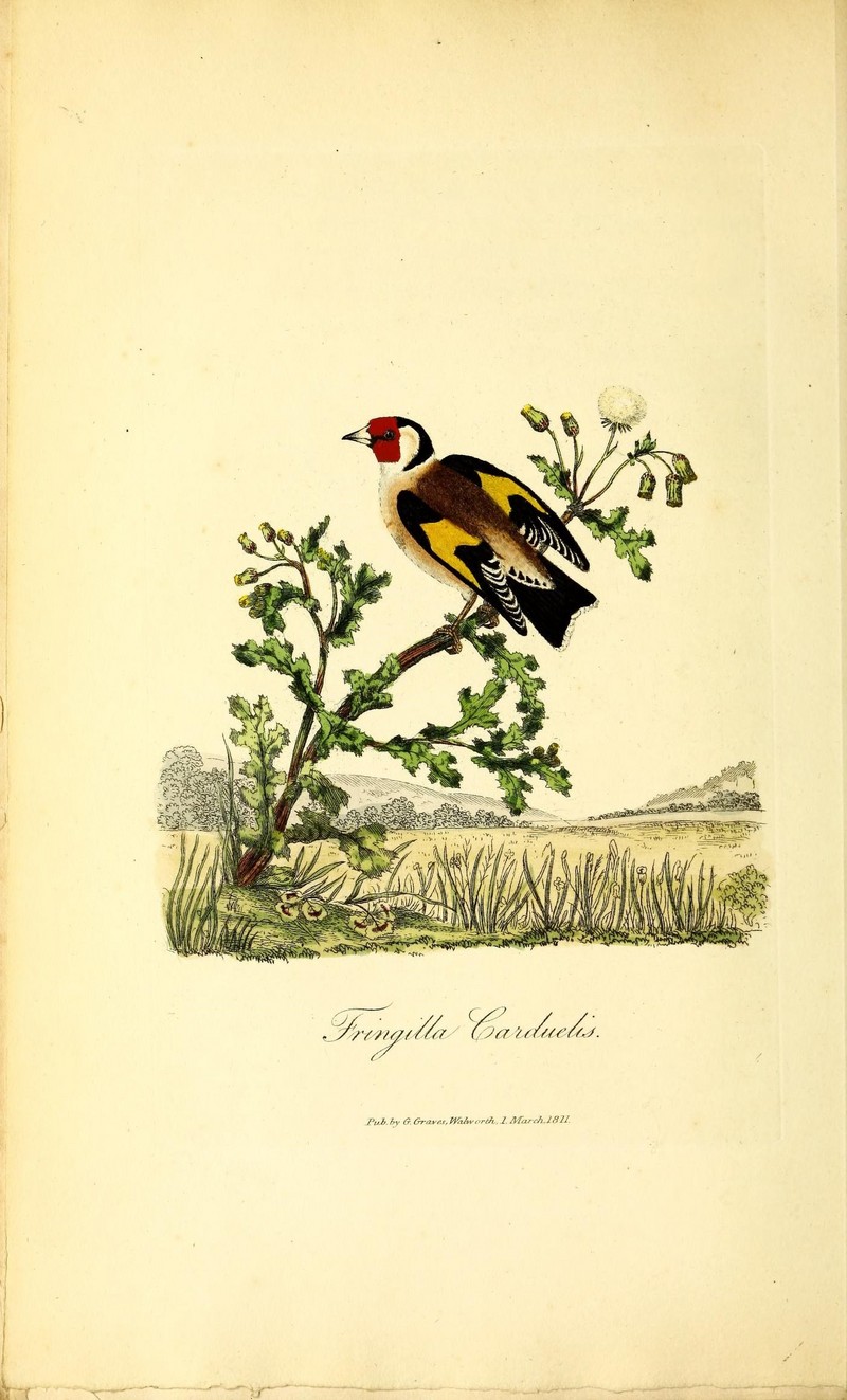 British ornithology (18339015124).jpg