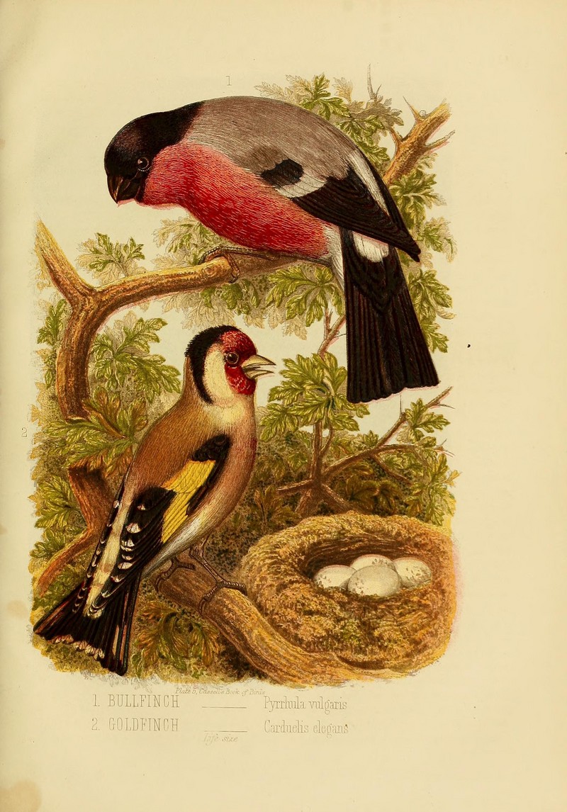 Cassell's book of birds (Plate V) (7401276060).jpg