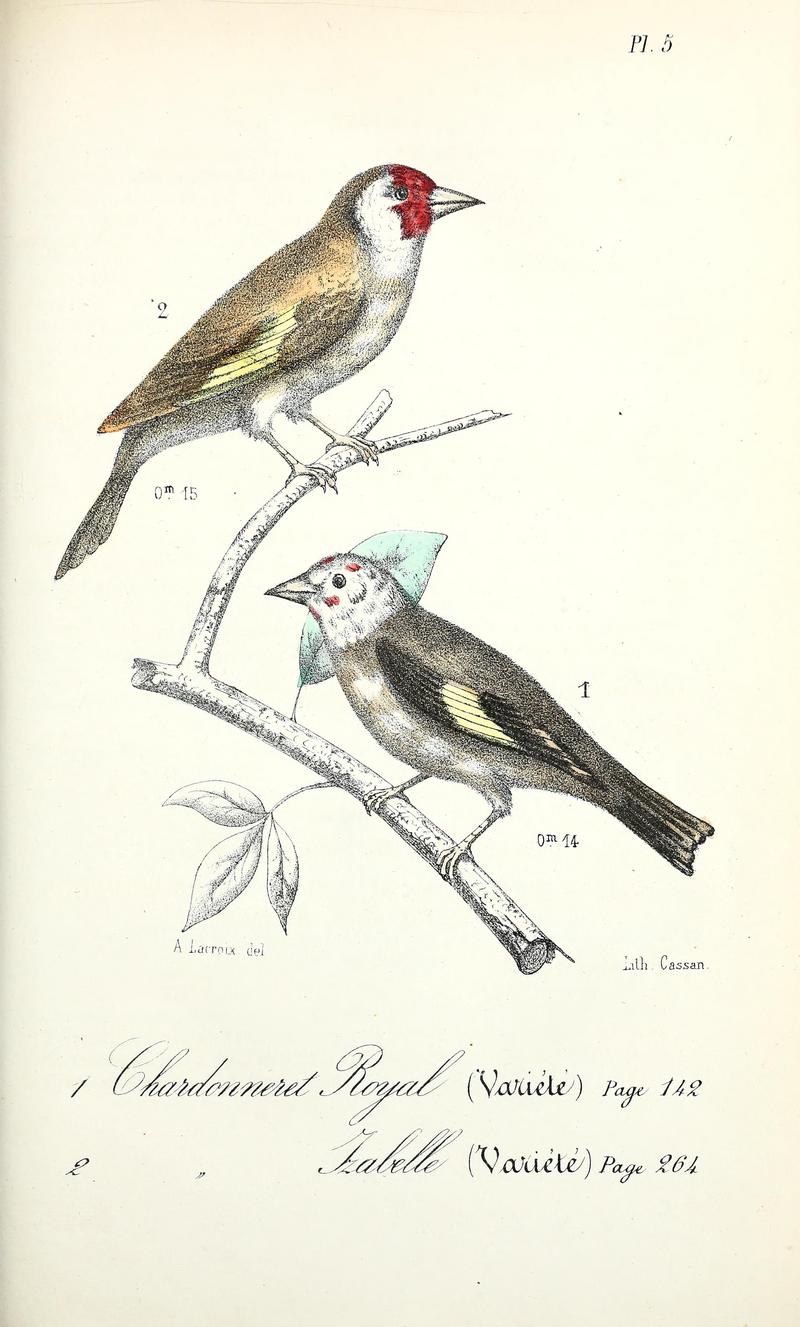 Catalogue raisonné des oiseaux observés dans les Pyrénées françaises et les régions limitrophes (Pl. 5) BHL40195584.jpg