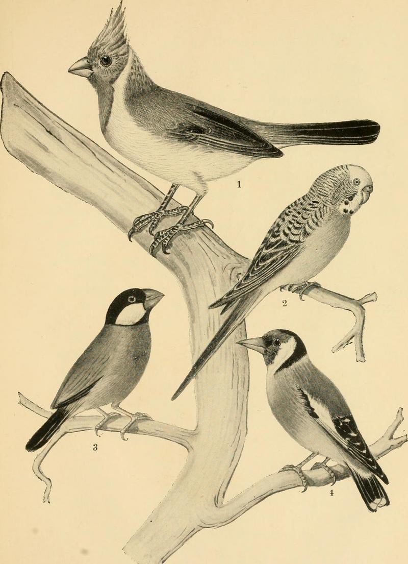 Garden and aviary birds of India (1906) (14727953286).jpg