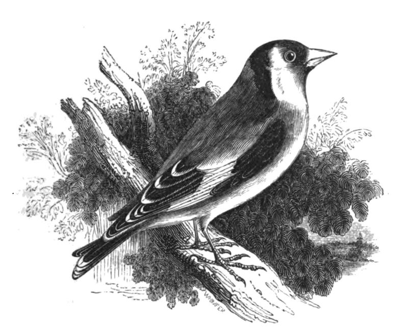 Natural History, Birds - Goldfinch.jpg