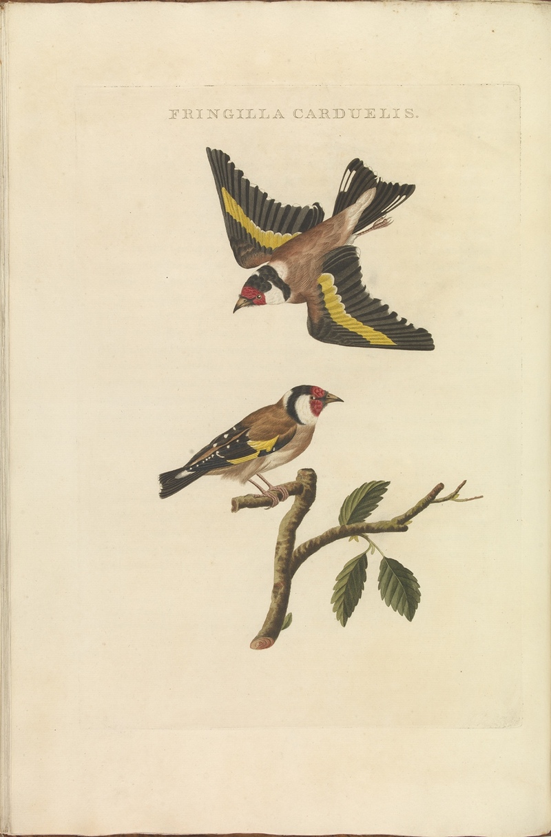 Nederlandsche vogelen (KB) - Carduelis carduelis (328b).jpg
