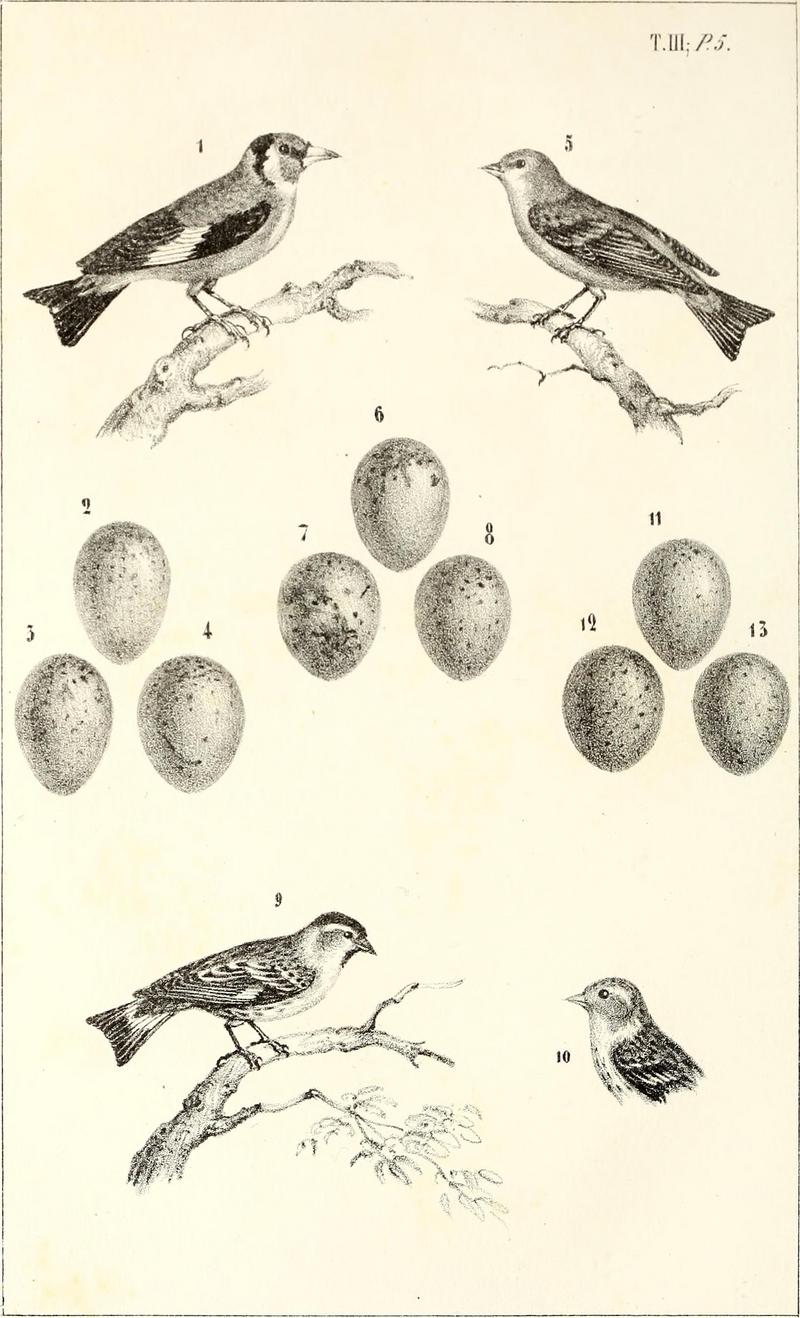 Ornithologie de la Savoie, ou, Histoire des oiseaux - qui vivent en Savoie a l'état sauvage soit constamment, soit passagèrement (1853) (14751211225).jpg