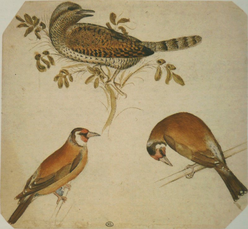 Pisanello - Codex Vallardi 2466.jpg