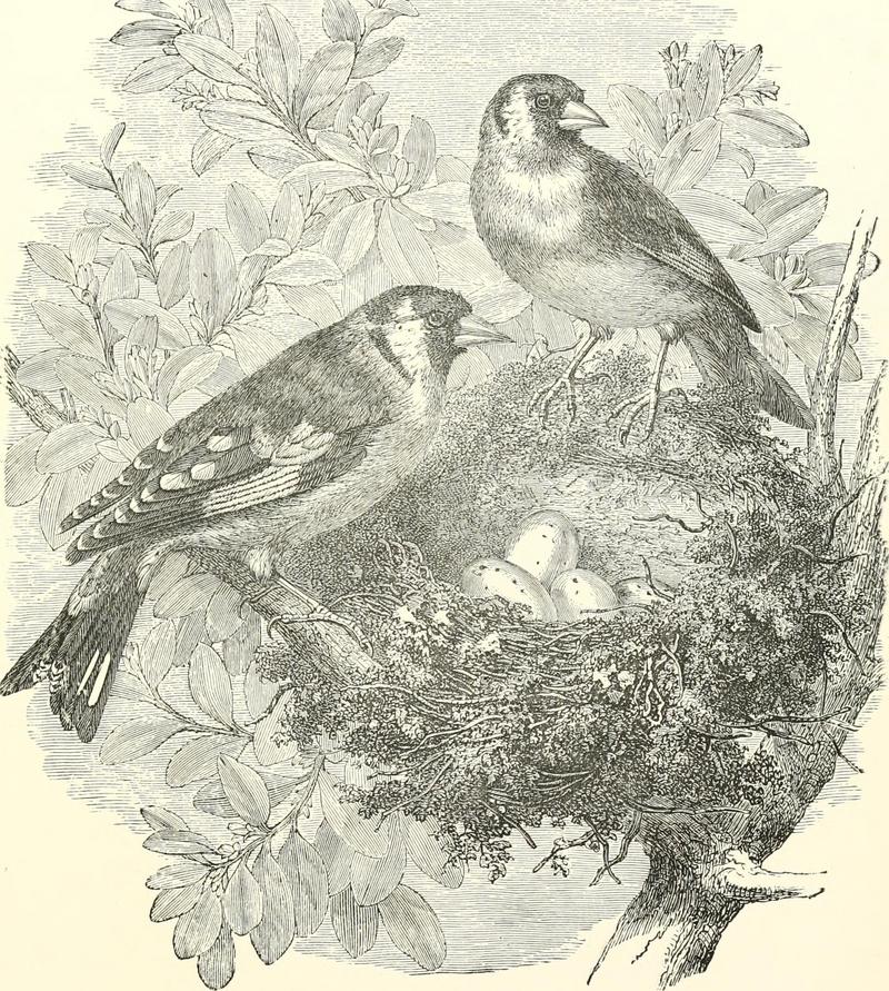 Stories about birds of land and water (1874) (14564175760).jpg