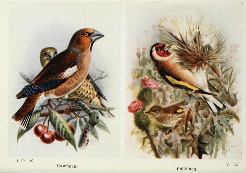 The birds of the British Isles and their eggs (8263769047).jpg