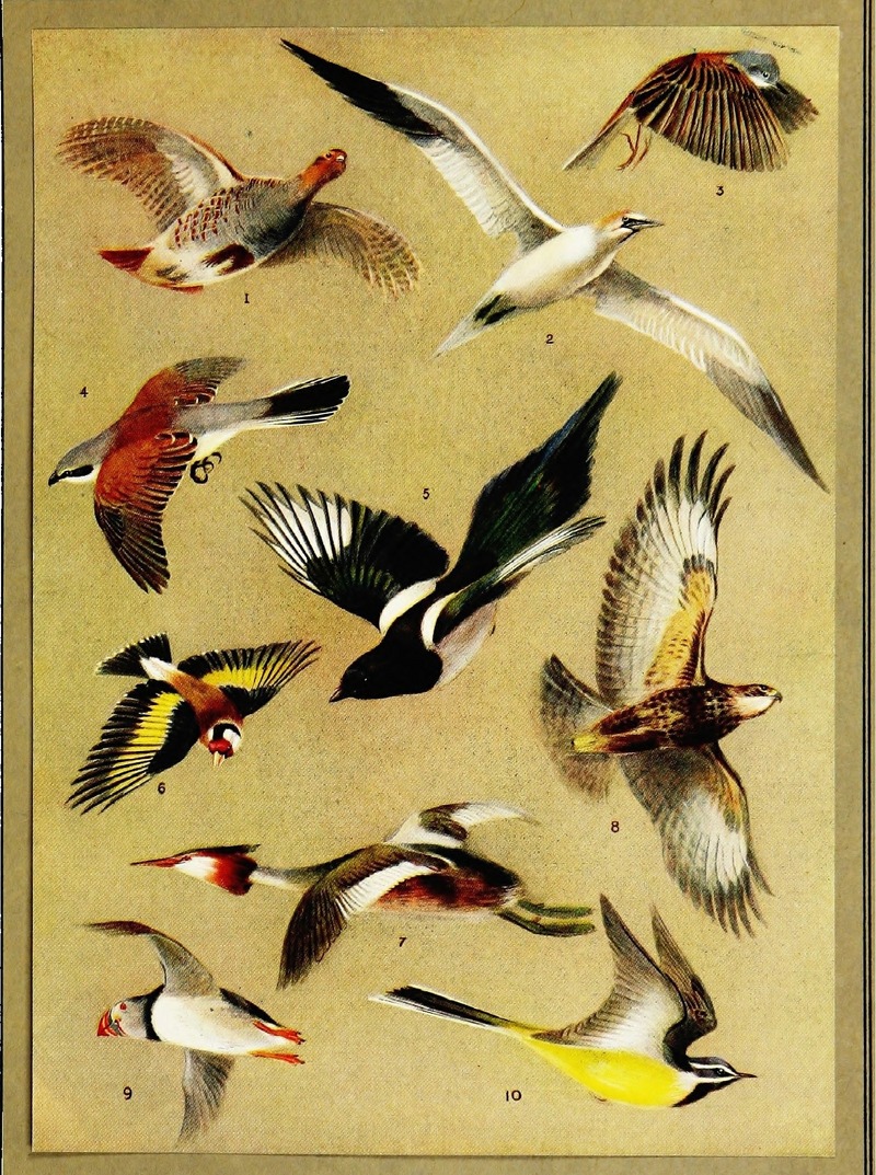 The British bird book (1921) (14753233604).jpg