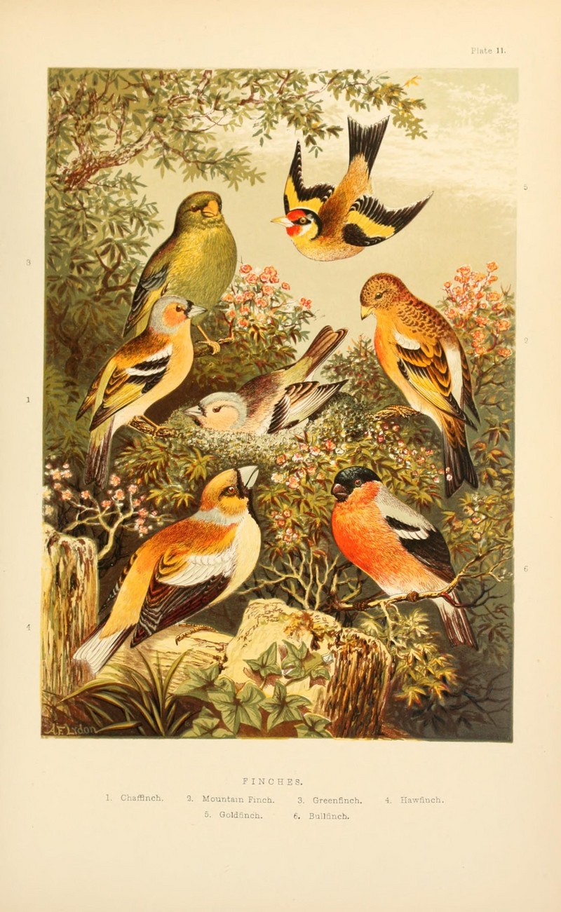 The smaller British birds (8053839015).jpg