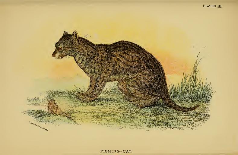 Lydekker - Fishing Cat.JPG