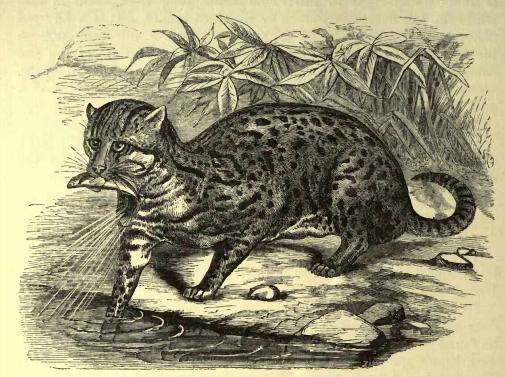 Fishing cat (f. viverrina).JPG