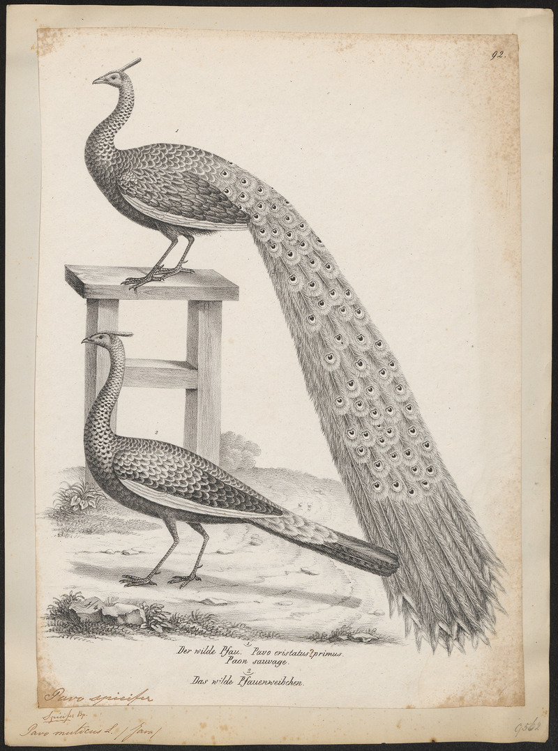 Pavo muticus - 1809-1845 - Print - Iconographia Zoologica - Special Collections University of Amsterdam - UBA01 IZ16900221.jpg