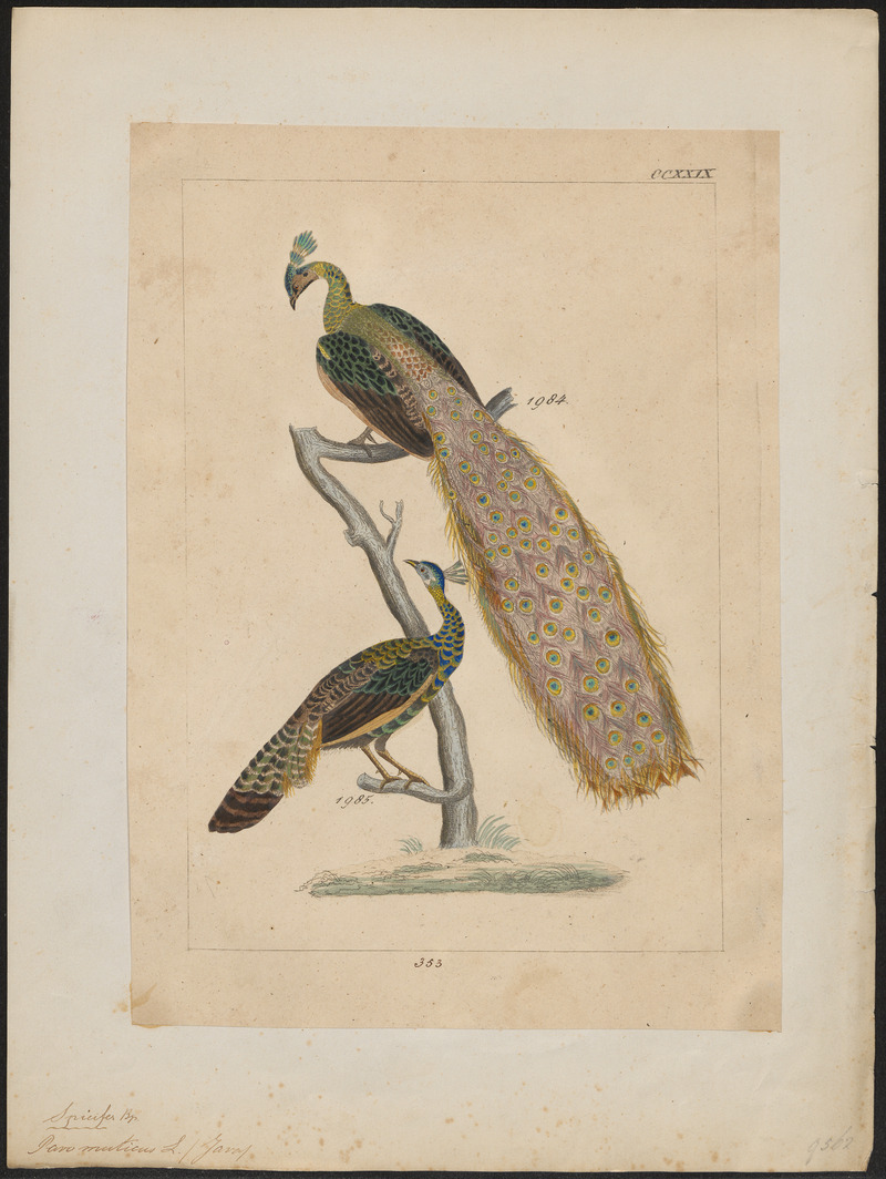 Pavo muticus - 1820-1860 - Print - Iconographia Zoologica - Special Collections University of Amsterdam - UBA01 IZ16900219.jpg