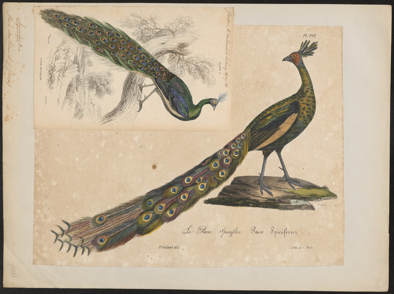 Pavo muticus - 1825-1834 - Print - Iconographia Zoologica - Special Collections University of Amsterdam - UBA01 IZ16900223.jpg