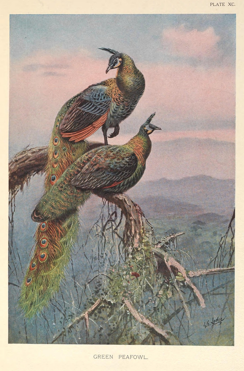 Green Peafowl by George Edward Lodge.png