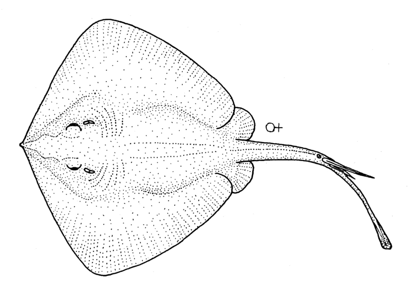 Dasyatis brevicaudata (Short-tail stingray).gif