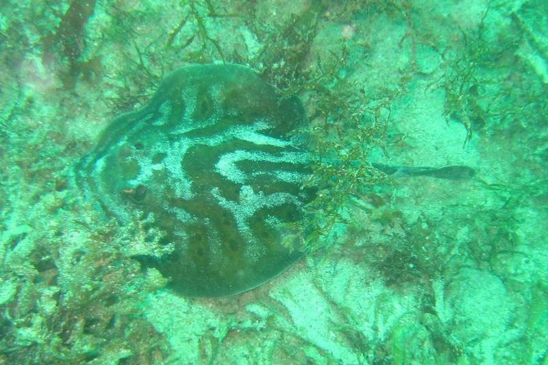 spotted round ray, Cortez round stingray (Urobatis maculatus).jpg