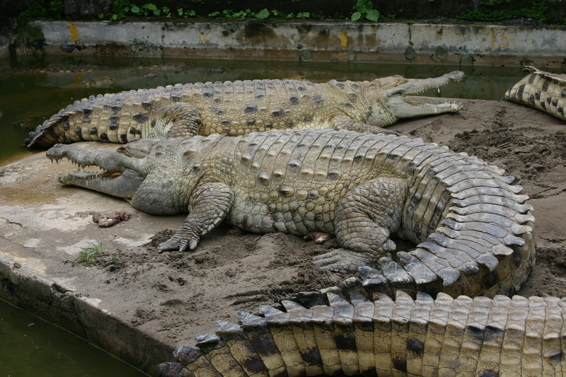 Croc inter - Orinoco crocodile (Crocodylus intermedius).jpg