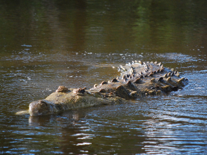 Caiman del Orinoco - Orinoco crocodile (Crocodylus intermedius).JPG