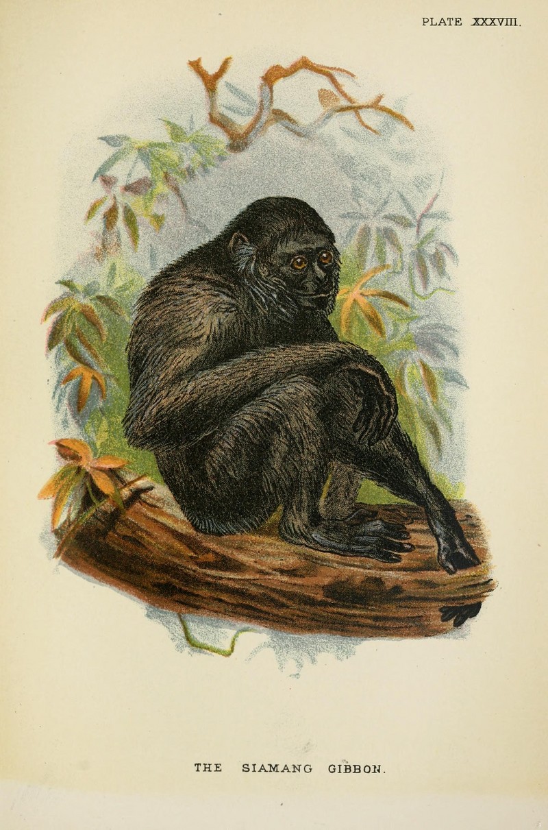 A hand-book to the primates (Plate XXXVIII) (6901564624).jpg