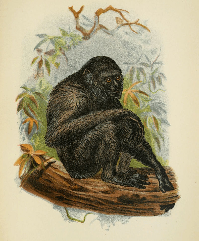 Handbook to the Primates Plate 38.jpg
