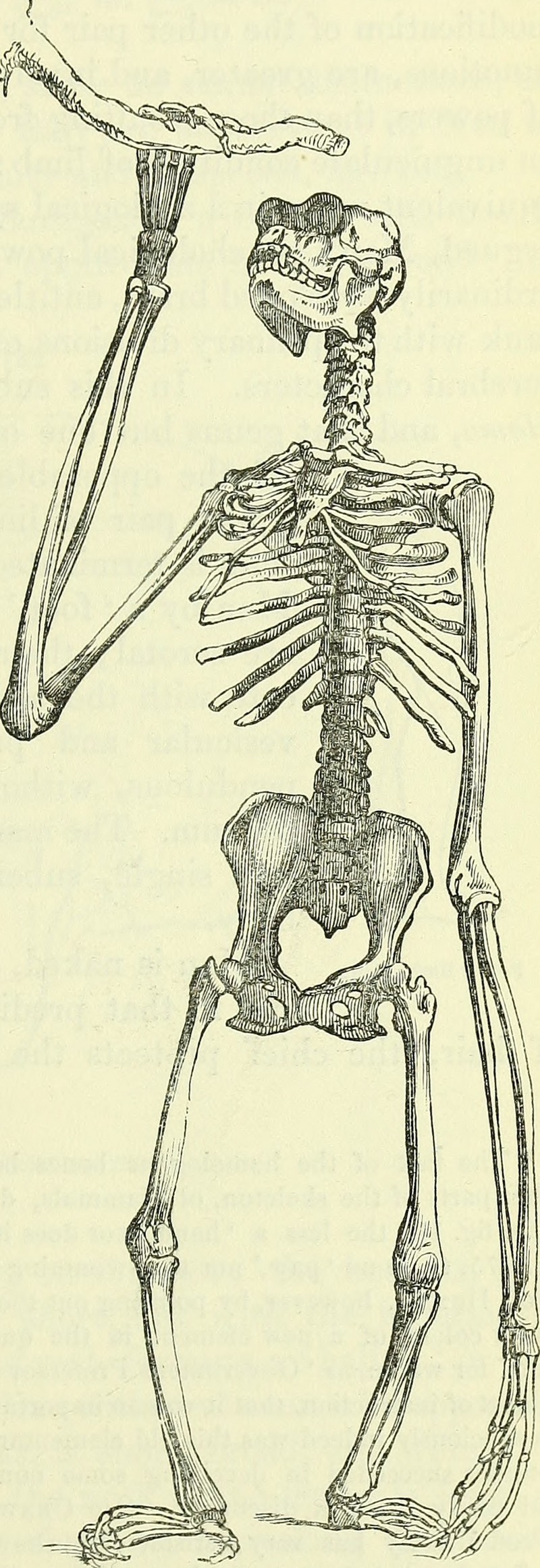 On the anatomy of vertebrates (electronic resource) (1866) (14568658648).jpg