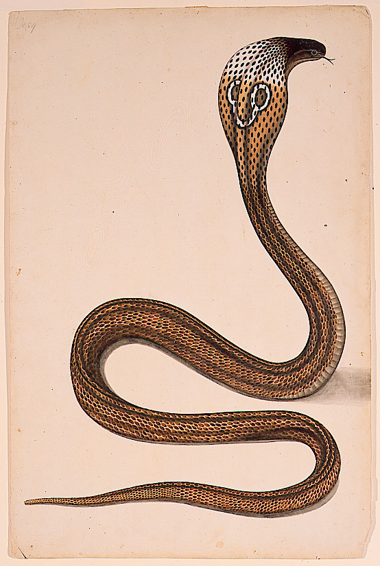 A cobra (Maja tripudians) with hood spread (6124522169).jpg