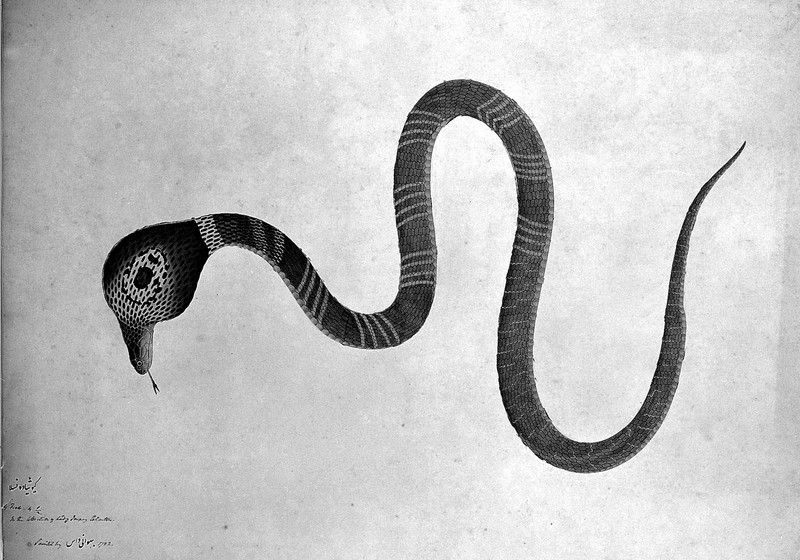 Indian cobra, with 'monocle' marking on hood. Watercolour Wellcome L0019951.jpg