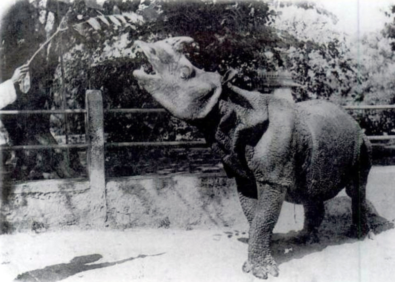 Javan Rhino 1900 - Javan rhinoceros (Rhinoceros sondaicus).jpg