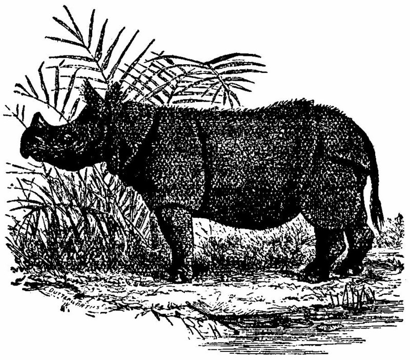 Britannica Javan Rhinoceros.jpg