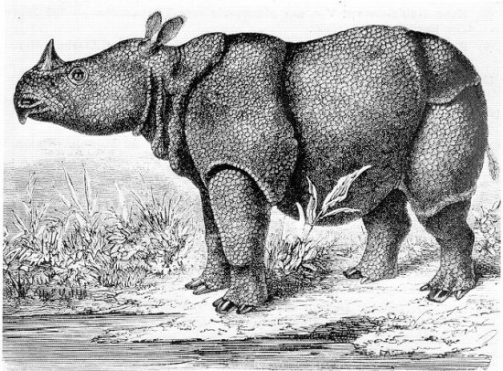 Engraving of Java Rhinoceros (Hermann Schlegel, 1872).jpg