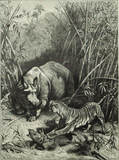 O. Fienzel-Tiger attack rhino in Java.jpg