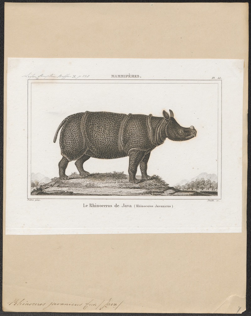 Rhinoceros javanicus - 1700-1880 - Print - Iconographia Zoologica - Special Collections University of Amsterdam - UBA01 IZ22000191.jpg