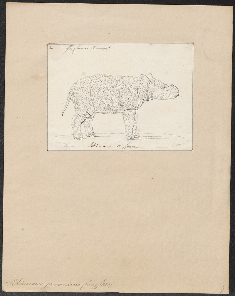 Rhinoceros javanicus - 1700-1880 - Print - Iconographia Zoologica - Special Collections University of Amsterdam - UBA01 IZ22000229.jpg