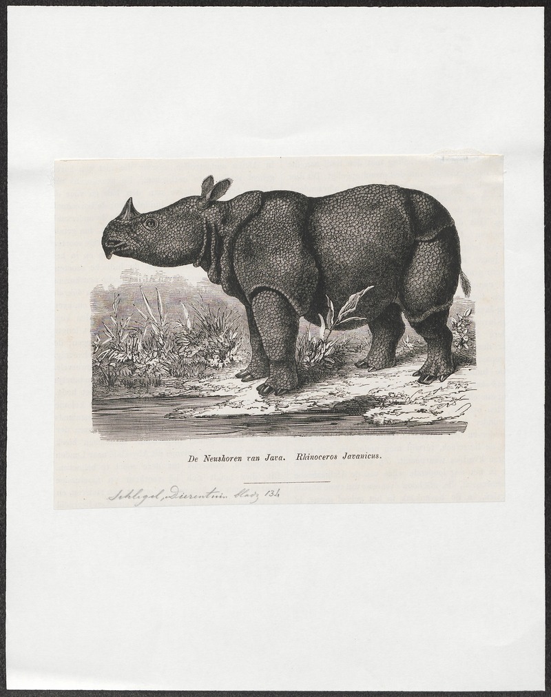 Rhinoceros javanicus - 1700-1880 - Print - Iconographia Zoologica - Special Collections University of Amsterdam - UBA01 IZ22000241.jpg