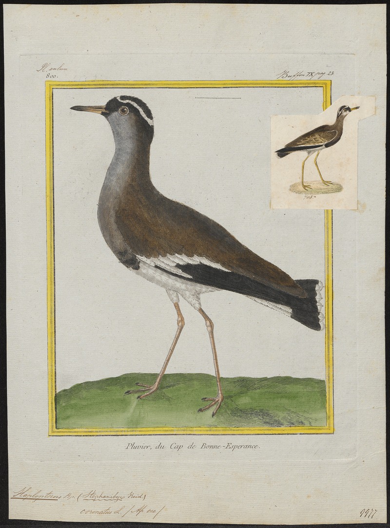 Hoplopterus coronatus - 1700-1880 - Print - Iconographia Zoologica - Special Collections University of Amsterdam - UBA01 IZ17200171.jpg