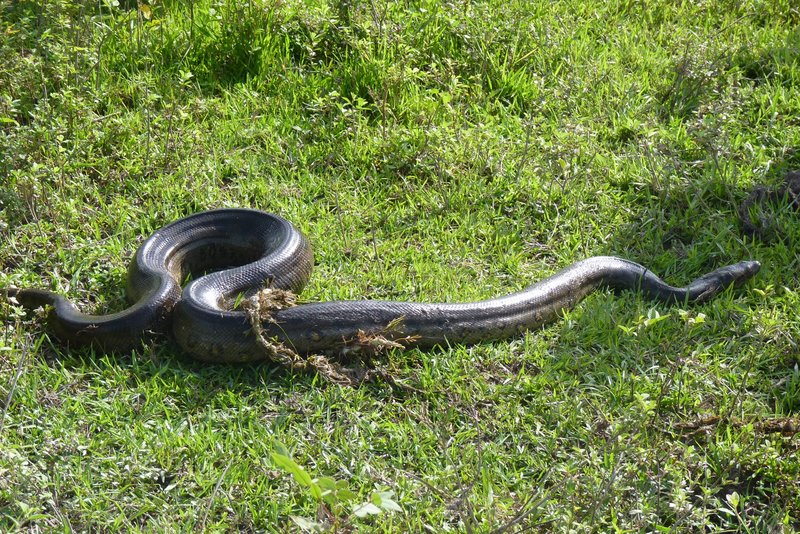 Snake Anaconda Schlange South America P1130959 - water boa, green anaconda (Eunectes murinus).JPG