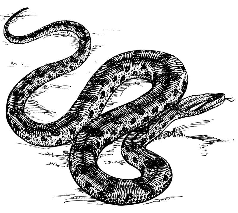 Anaconda (PSF).png