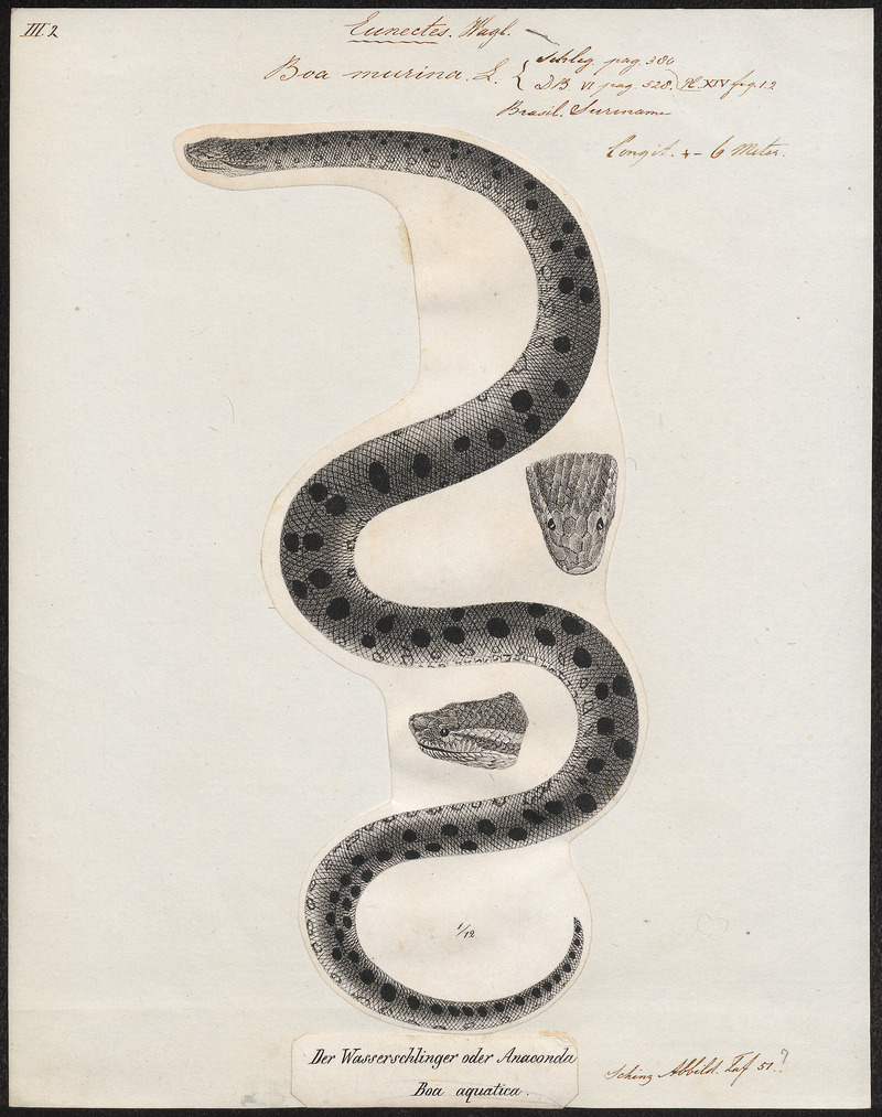 Boa murina - 1700-1880 - Print - Iconographia Zoologica - Special Collections University of Amsterdam - UBA01 IZ11900047.jpg