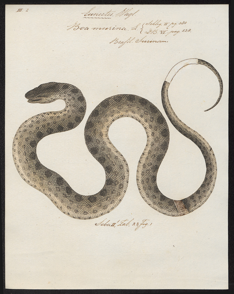Boa murina - 1734-1765 - Print - Iconographia Zoologica - Special Collections University of Amsterdam - UBA01 IZ11900039.jpg
