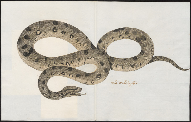 Boa murina - 1734-1765 - Print - Iconographia Zoologica - Special Collections University of Amsterdam - UBA01 IZ11900043.jpg