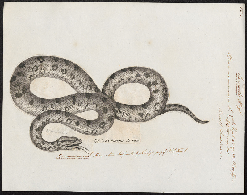 Boa murinus - 1700-1880 - Print - Iconographia Zoologica - Special Collections University of Amsterdam - UBA01 IZ11900041.jpg