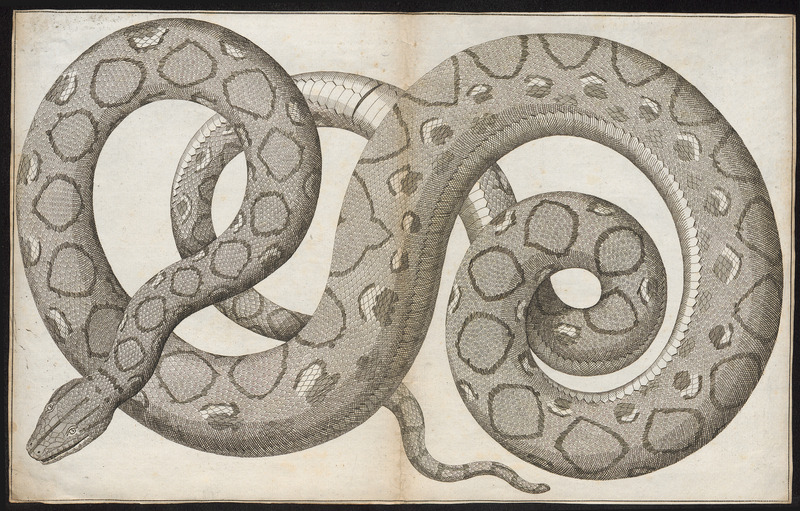 Boa murinus - 1700-1880 - Print - Iconographia Zoologica - Special Collections University of Amsterdam - UBA01 IZ11900045.jpg