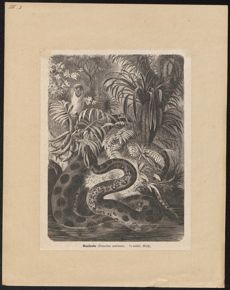 Eunectes murinus - 1700-1880 - Print - Iconographia Zoologica - Special Collections University of Amsterdam - UBA01 IZ11900049.jpg