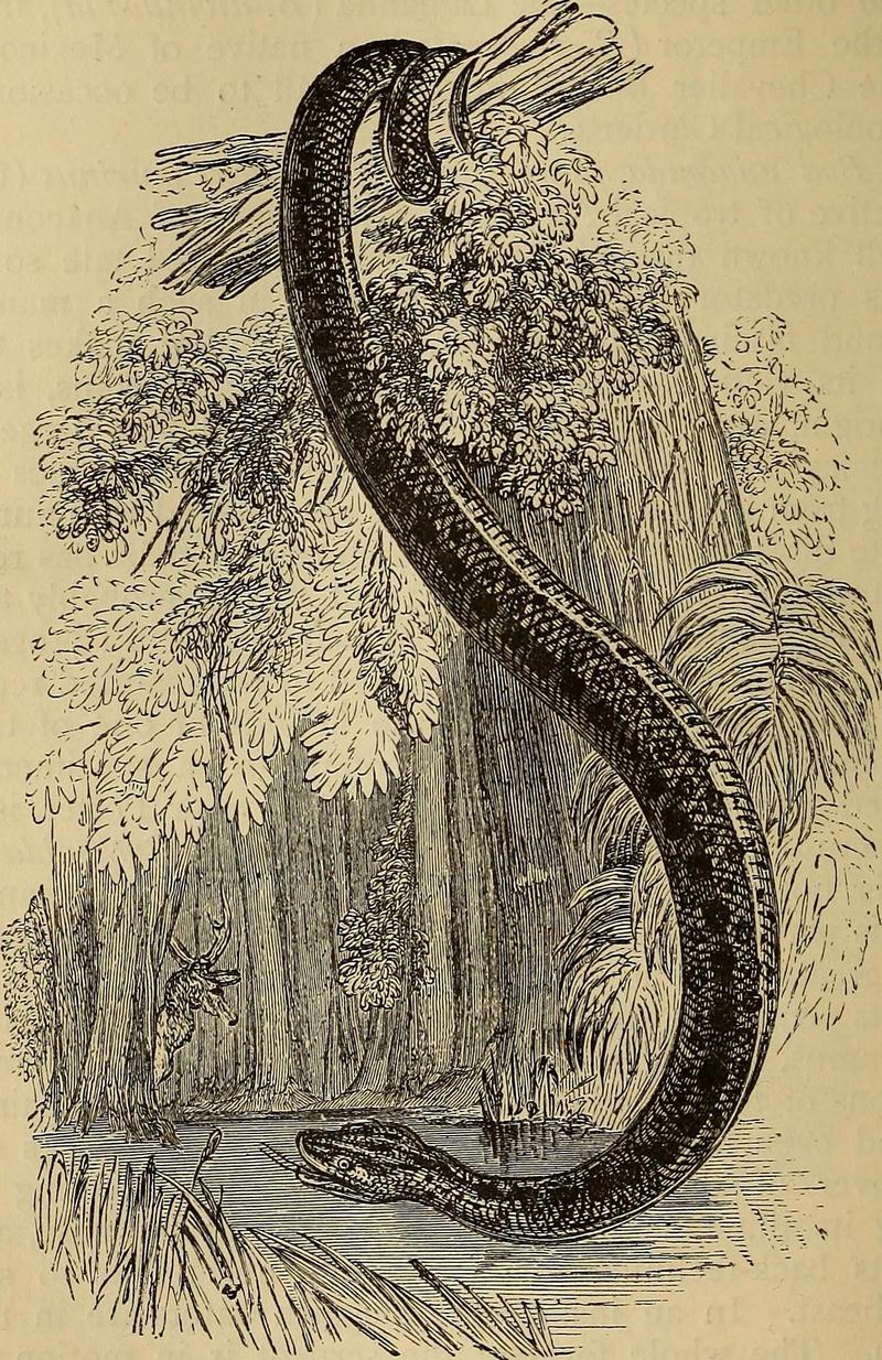 Reptiles and birds. A popular account of the various orders; with a description of the habits and economy of the most interesting. (1873) (14746400131).jpg