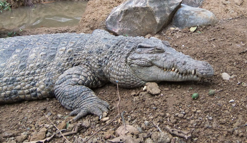 Buaya Irian Crocodylus novaeguineae Bandung Zoo 2.JPG