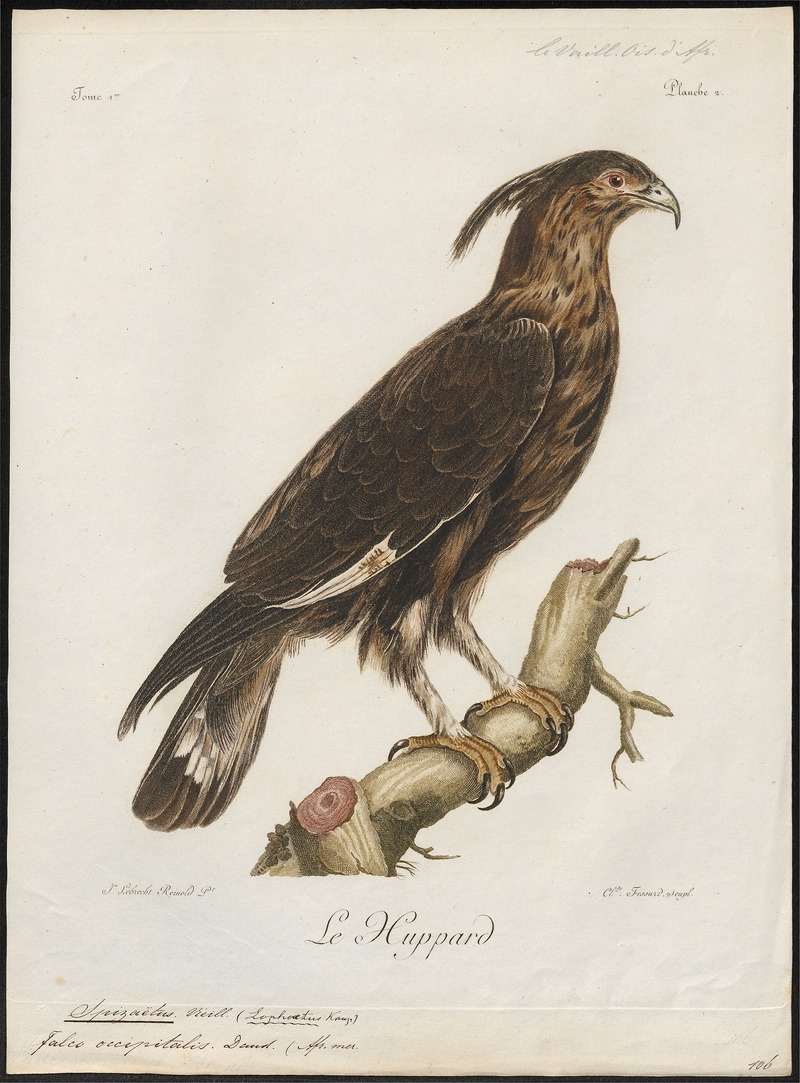 Spizaëtus occipitalis - 1796-1808 - Print - Iconographia Zoologica - Special Collections University of Amsterdam - UBA01 IZ18100229.jpg