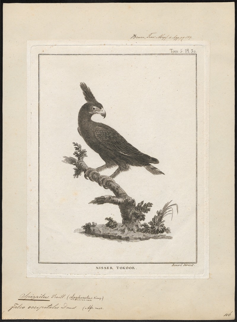 Spizaëtus occipitalis - 1790-1832 - Print - Iconographia Zoologica - Special Collections University of Amsterdam - UBA01 IZ18100227.jpg