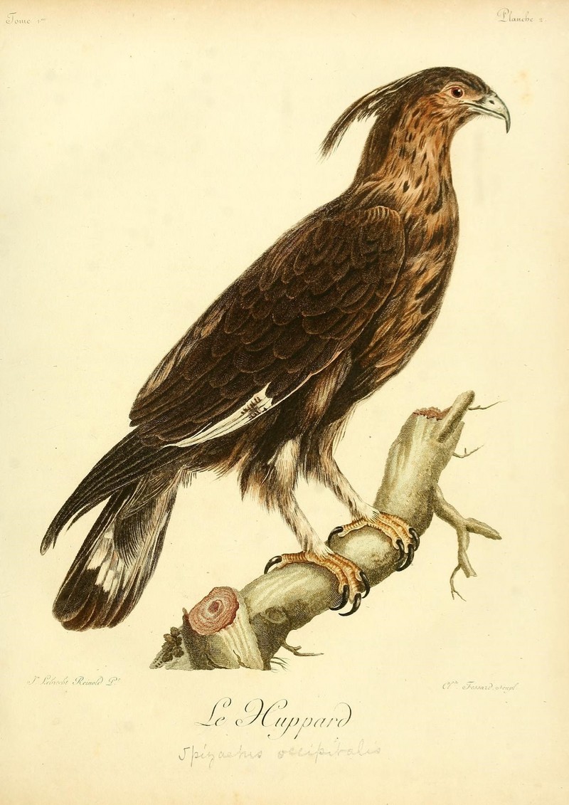 Histoire naturelle des oiseaux d'Afrique (8597064883).jpg